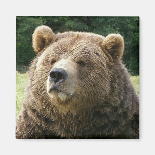 Íman Ímã do urso de Brown
