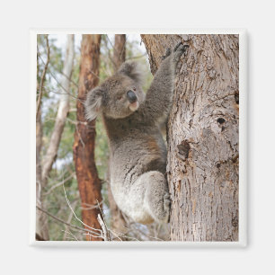 Íman Ímã do urso de Koala