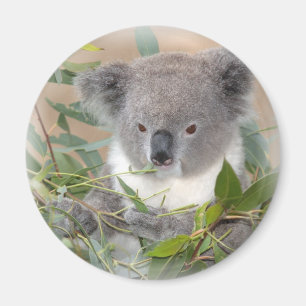 Íman Ímã do urso de Koala
