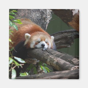 Íman Ímã do urso de panda do sono