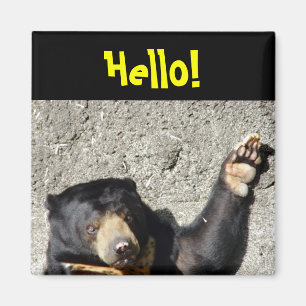 Íman Ímã do urso de Sun olá!