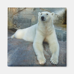 Íman Ímã do urso polar