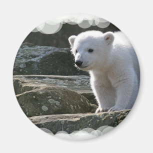 Íman Ímã do urso polar do bebê