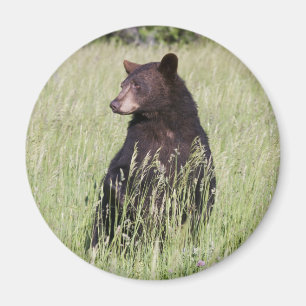 Íman Ímã do urso preto