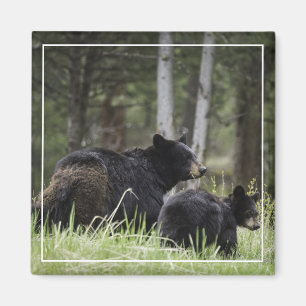 Íman Ímã do urso preto de Yellowstone