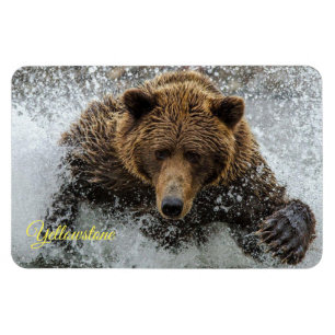 Íman Ímã do Yellowstone-Urso