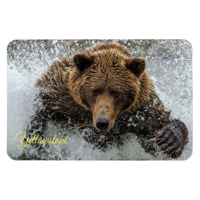 Íman Ímã do Yellowstone-Urso (Horizontal)