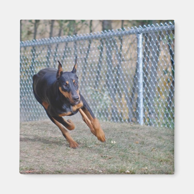 Íman ímã doberman (Frente)