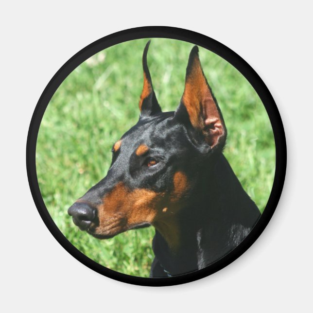 Íman ímã doberman pinscher (Frente)