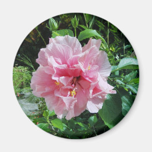 Íman Ímã dobro cor-de-rosa do hibiscus