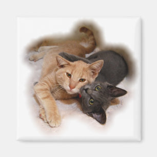 Íman Ímã dos amantes do gato
