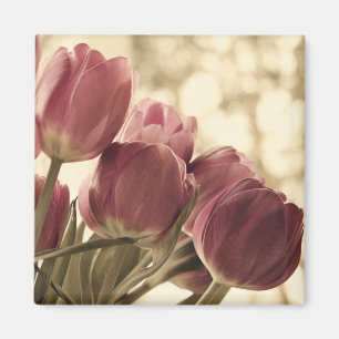 Íman Ímã dos amigos