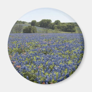 Íman Ímã dos Bluebonnets