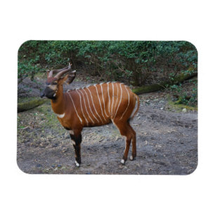 Íman Ímã dos bongos (antílope)