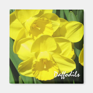 Íman Ímã dos Daffodils