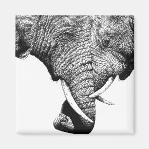 Íman Ímã dos elefantes africanos