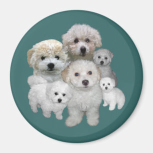 Íman Ímã dos filhotes de cachorro de Bichon Frise