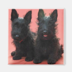 Íman Ímã dos filhotes de cachorro de Terrier do