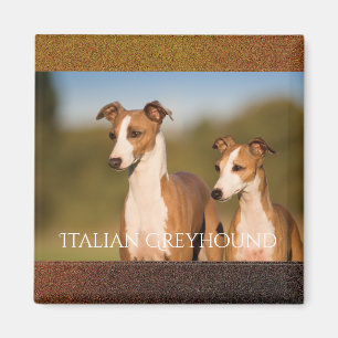 Íman Ímã dos galgos italianos