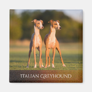 Íman Ímã dos galgos italianos