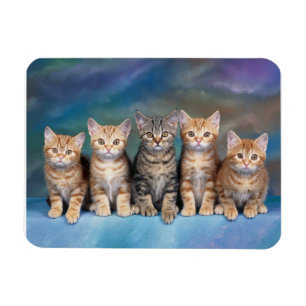 Íman Ímã dos gatinhos do gato malhado em seguido