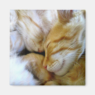 Íman Ímã dos gatinhos do Snuggle