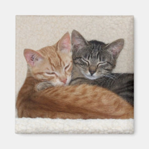 Íman Ímã dos gatos de gato malhado