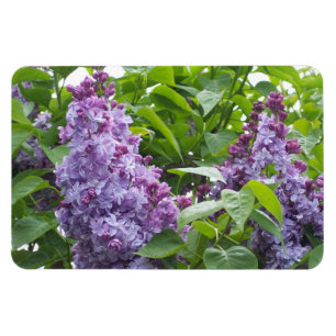 Íman Ímã dos Lilacs