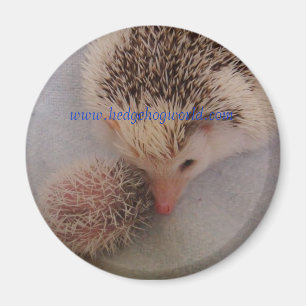 Íman ímã dos pares do pinto