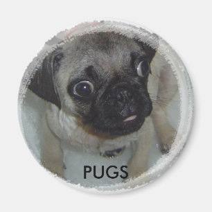 Íman Ímã dos Pugs