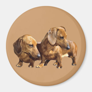 Íman Ímã dos Smoothies do Dachshund