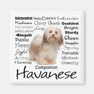 Íman Ímã dos traços de Havanese