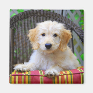 Íman Ímã dourado do filhote de cachorro do Doodle