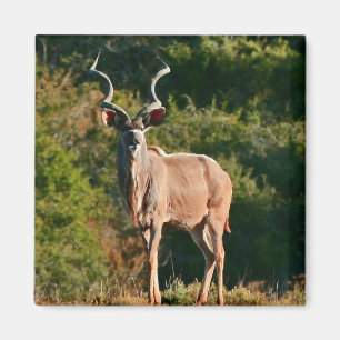 Íman ímã East Cape Kudu