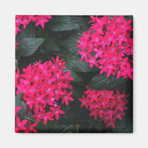 Íman Ímã egípcio do conjunto de estrela