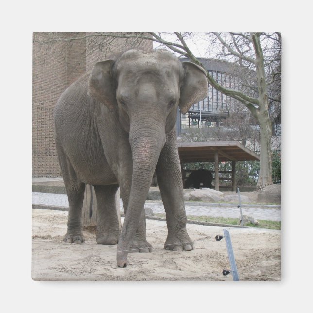 Íman ímã ELEPHANT (Frente)