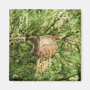 Íman Ímã emergente do ~ da louva-a-deus