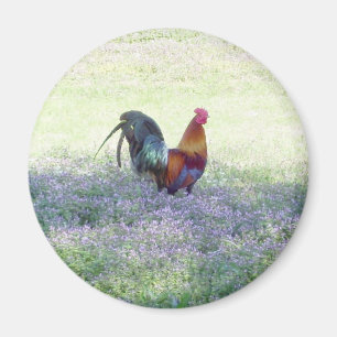 Íman Ímã emplumado do orgulho