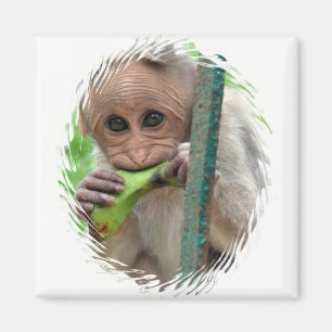 Íman Ímã engraçado da imagem do macaco