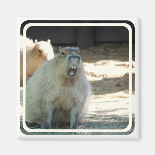 Íman Ímã engraçado do Capybara