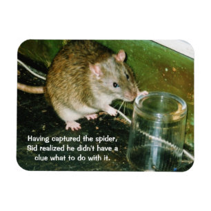 Íman ímã engraçado do rato