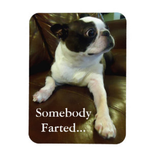 Íman Ímã engraçado Farting Boston Terrier