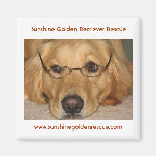Íman Ímã ensolarado - salvamento do golden retriever