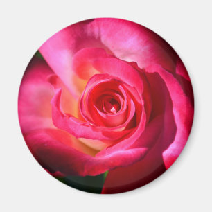 Íman Ímã escuro do rosa do rosa