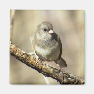 Íman ímã Escuro-eyed do Junco