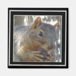 Íman Ímã - esquilo no quadro preto