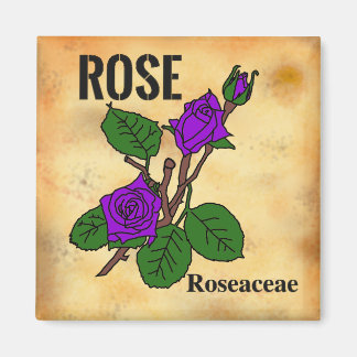 Íman Ímã estilo papel envelhecido com desenho da Purple