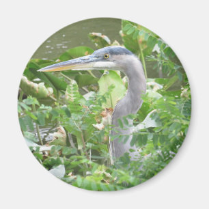 Íman ímã Excelente Blue Heron