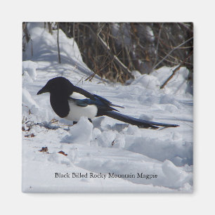 Íman Ímã faturado preto do Magpie da montanha rochosa