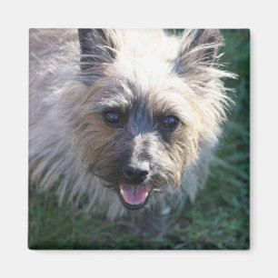 Íman Ímã feliz da menina